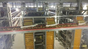 杭州自动化集蛋系统
